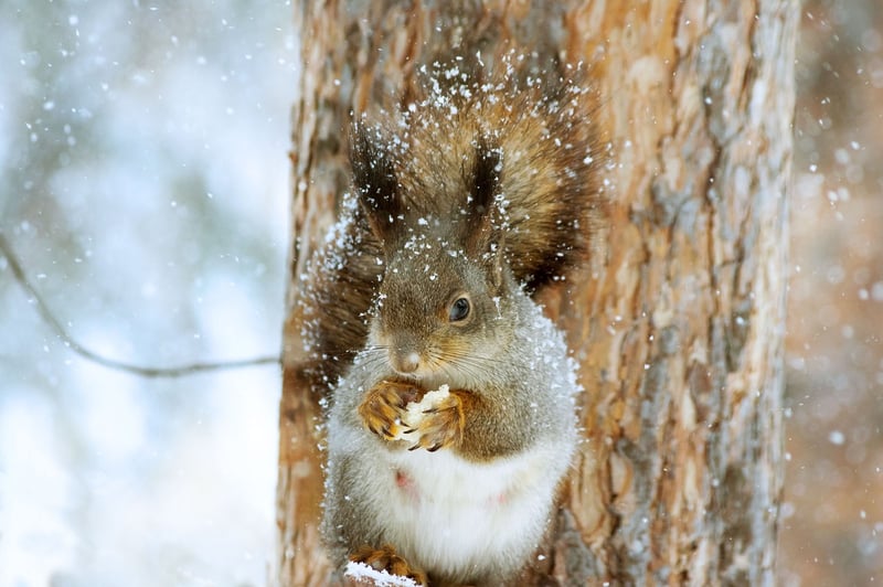 Woodland Photography Ideas